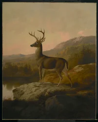鹿、1855